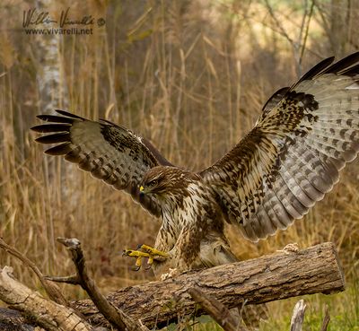 Poiana (Buteo buteo)