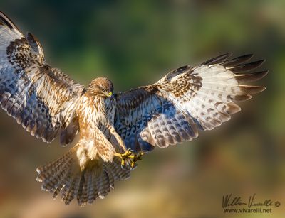 Poiana (Buteo buteo)