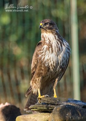Poiana (Buteo buteo)