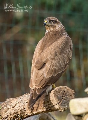 Poiana (Buteo buteo)