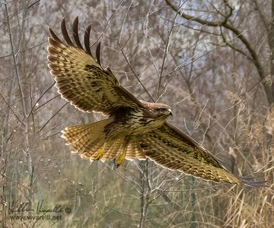 Poiana (Buteo buteo)