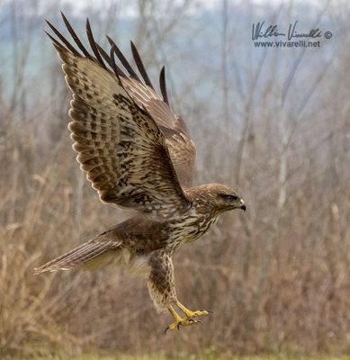 Poiana (Buteo buteo)