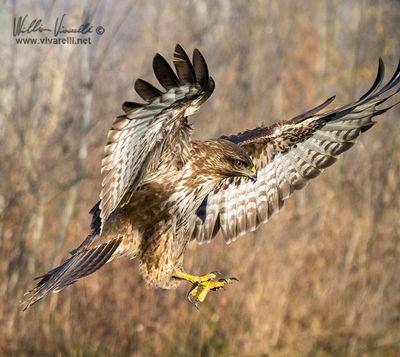 Poiana (Buteo buteo)