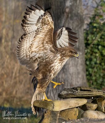 Poiana (Buteo buteo)