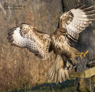 Poiana (Buteo buteo)