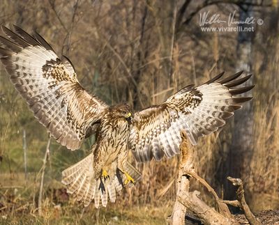 Poiana (Buteo buteo)