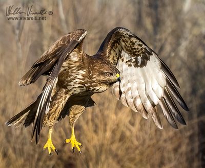 Poiana (Buteo buteo)