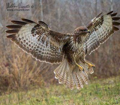 Poiana (Buteo buteo)