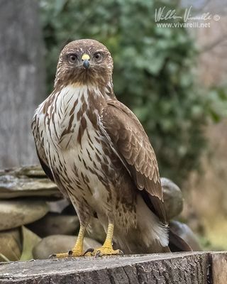 Poiana (Buteo buteo)