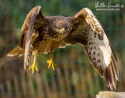 Poiana (Buteo buteo)