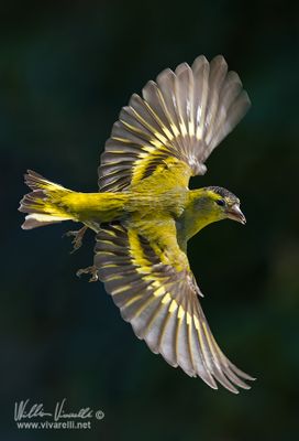 Lucherino (Spinus spinus)
