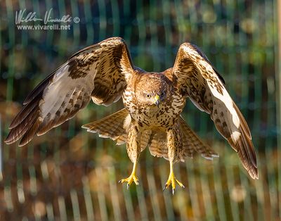 Poiana (Buteo buteo)