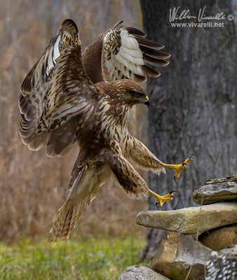 Poiana (Buteo buteo)