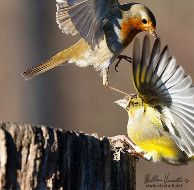 Pettirosso (Erithacus rubecula)