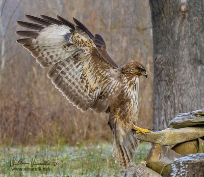 Poiana (Buteo buteo)