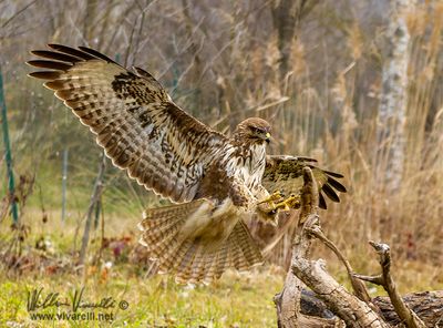Poiana (Buteo buteo)