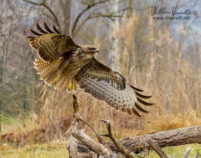 Poiana (Buteo buteo)