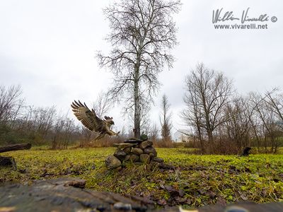 Poiana (Buteo buteo)