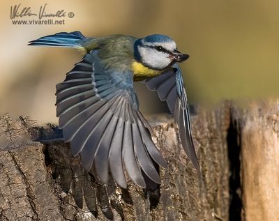 Cinciarella (Cyanistes caeruleus)