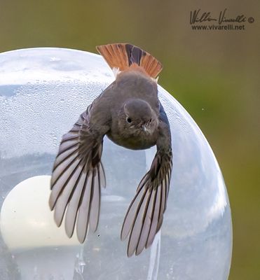Codirosso spazzacamino (Phoenicurus ochruros )