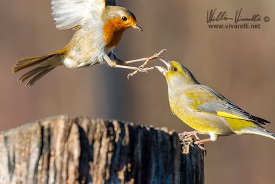 Pettirosso (Erithacus rubecula)