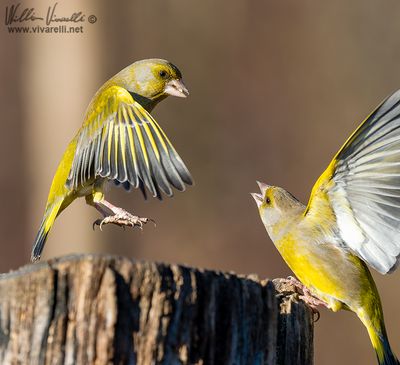 Verdone (Chloris chloris)
