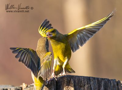 Verdone (Chloris chloris)