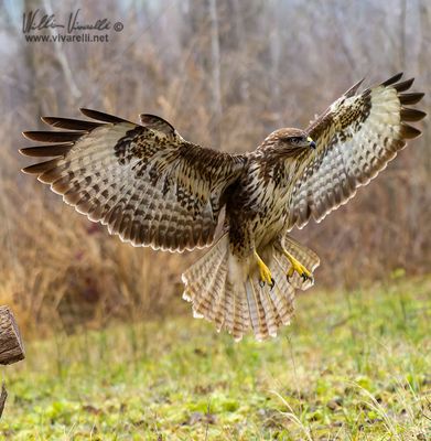 Poiana (Buteo buteo)