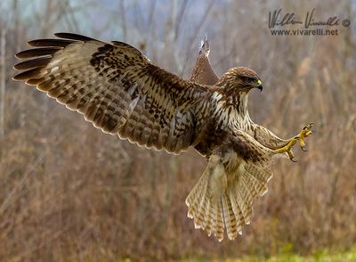 Poiana (Buteo buteo)