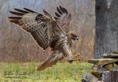 Poiana (Buteo buteo)