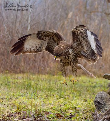 Poiana (Buteo buteo)