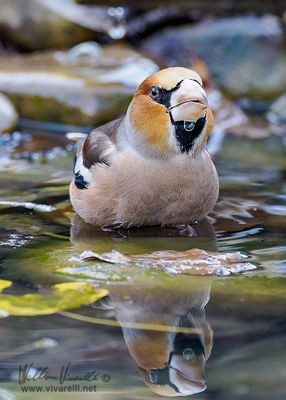 Frosone (Coccothraustes coccothraustes)