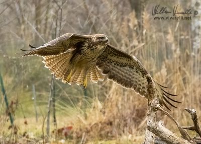 Poiana (Buteo buteo)