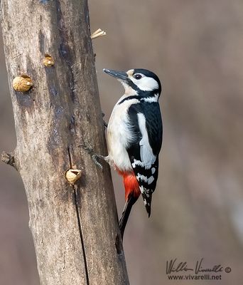 Picchio rosso maggiore (Dendrocopos major)