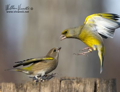 Verdone (Chloris chloris)
