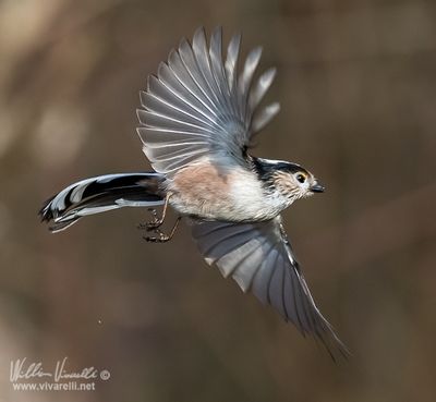 Codibugnolo (Aegithalos caudatus)