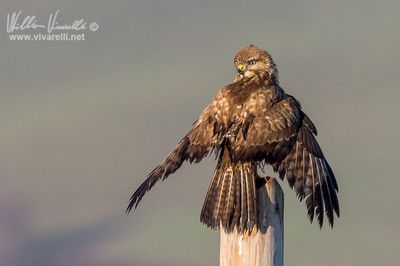 Poiana (Buteo buteo)