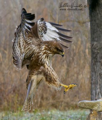 Poiana (Buteo buteo)