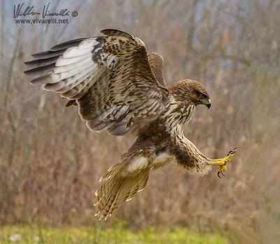 Poiana (Buteo buteo)