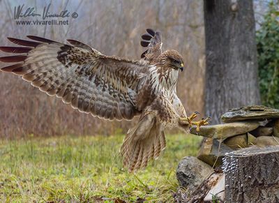 Poiana (Buteo buteo)