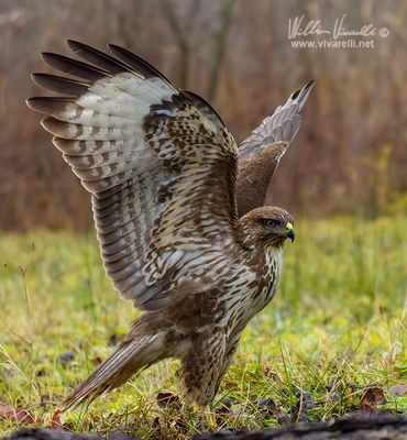 Poiana (Buteo buteo)
