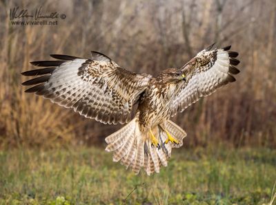 Poiana (Buteo buteo)