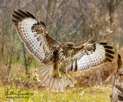 Poiana (Buteo buteo)