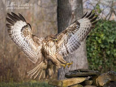 Poiana (Buteo buteo)