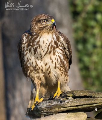 Poiana (Buteo buteo)