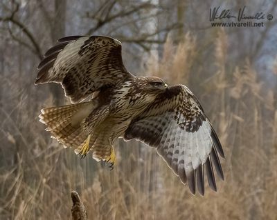 Poiana (Buteo buteo)