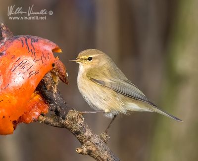Lu piccolo (Phylloscopus collybita)