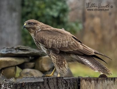 Poiana (Buteo buteo)