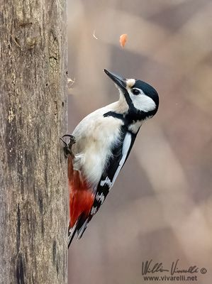 Picchio rosso maggiore (Dendrocopos major)