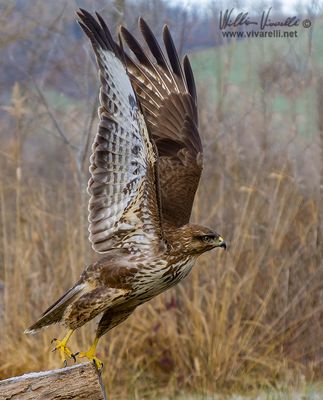 Poiana (Buteo buteo)